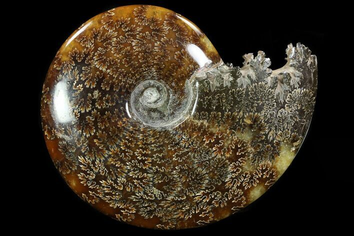 Polished, Agatized Ammonite (Cleoniceras) - Madagascar #78353